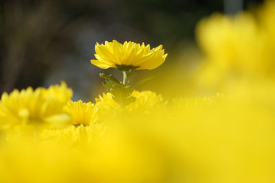 Close-up of yellow crocus blooming on field