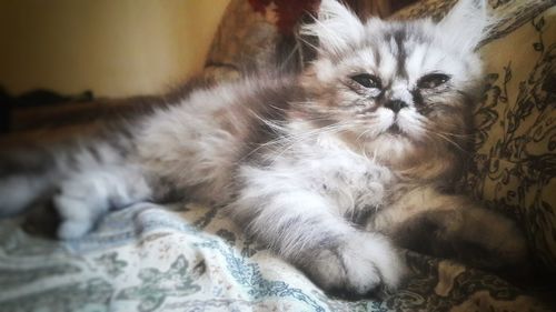 Close-up of cat relaxing on bed at home