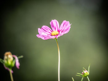 Close-up of pink cosmos flower