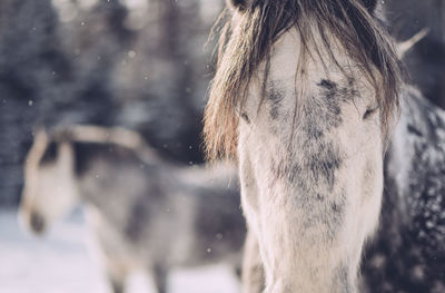 Close-up of horse on snow