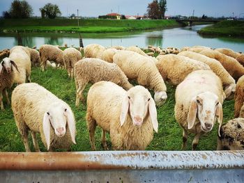 View of sheep in farm