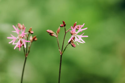 Close-up of flowering plant