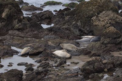 High angle view of seals resting at rocky shore