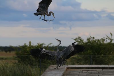 Close-up of grey heron atacking another, oerestad south in front of vestamager nature area.