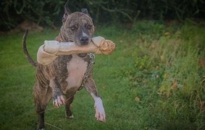 Portrait of a dog on field