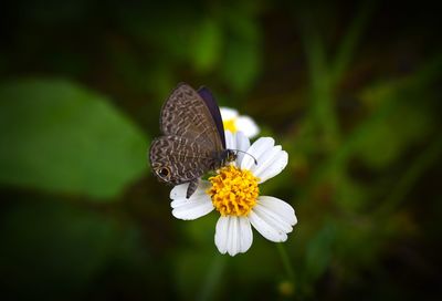 Close-up of butterfly pollinating on flower