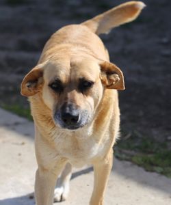 Portrait of dog standing on land