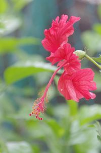 Close-up of pink flowers blooming outdoors