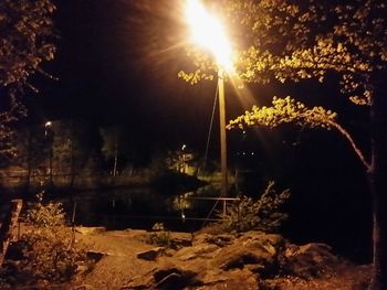 View of trees at night