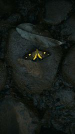 Close-up of butterfly on rock