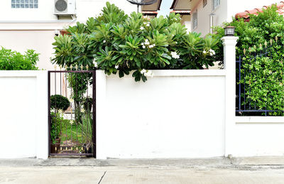 Plants growing outside building