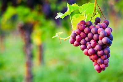 Close-up of grapes growing in vineyard