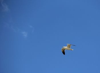 Low angle view of seagull flying against blue sky