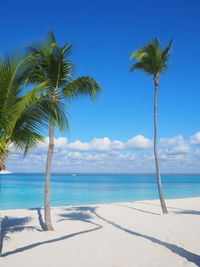 Palm trees on beach against sky