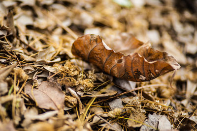 Close-up of dried autumn leaves on land