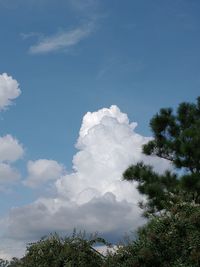 Low angle view of trees against sky