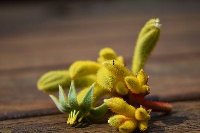 Close-up of fruit on table