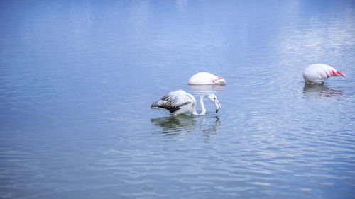 View of birds in lake