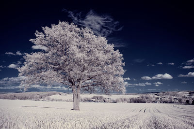 Trees on field against sky during winter