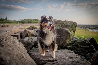 View of a dog on rock