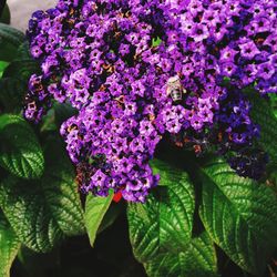 Close-up of purple flowers blooming outdoors