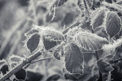 Close-up of snow on plants during winter