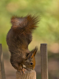 Close-up of squirrel on wooden post