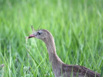 Close-up of a bird on grass