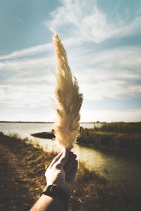 Close-up of person holding dry plant against sky