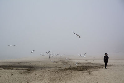 Man with birds on beach against sky