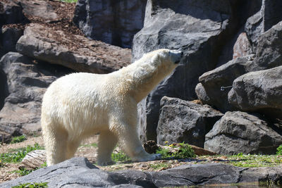 Side view of a polar bear on rock