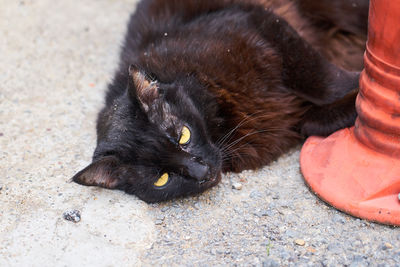 High angle view of black cat eating outdoors