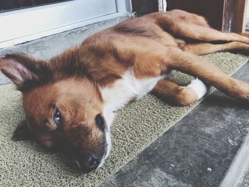 High angle view of dog sleeping on floor