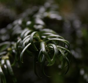 Close-up of plant