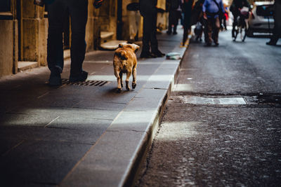 Low section of man walking with dog on street