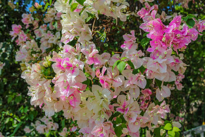 Close-up of pink bougainvillea blooming outdoors