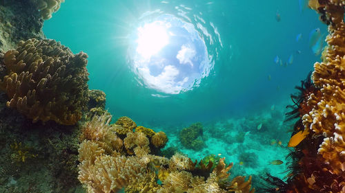 sea