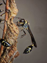 insect