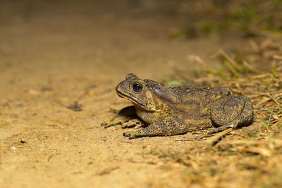 Close-up of lizard on land