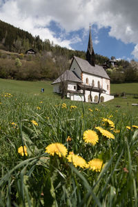 Yellow flowering plants on field against sky