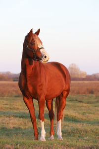 Horse standing in field