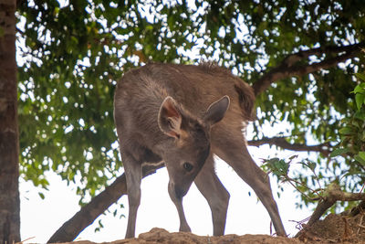 Low angle view of a horse on tree