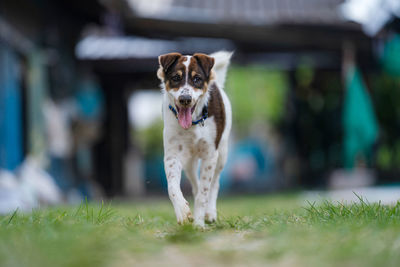 Portrait of dog running on field
