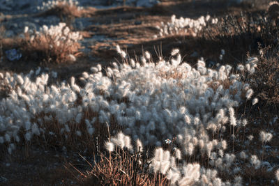 White flowering plants on field during winter