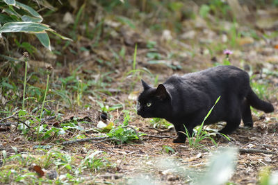 Black cat lying on field
