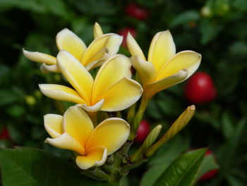 Close-up of yellow flowering plant