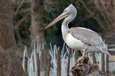 Close-up of bird perching on a tree