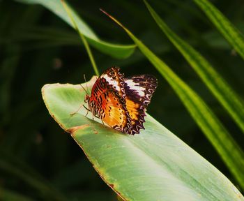 Close-up of butterfly perching on flower