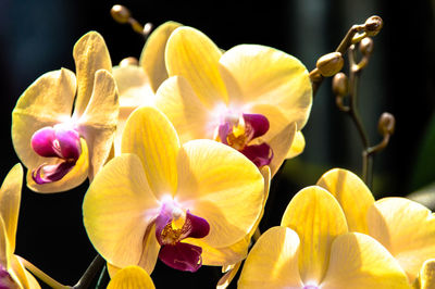 Close-up of yellow orchids