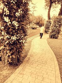 Rear view of man walking on tree